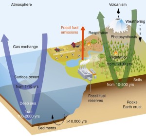 global carbon cycle