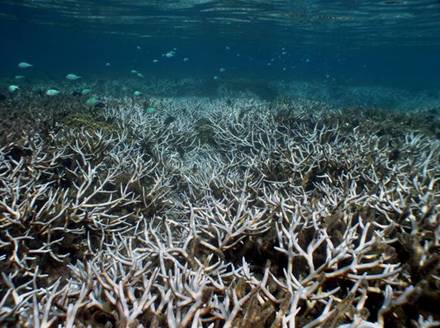 Acropora Corals