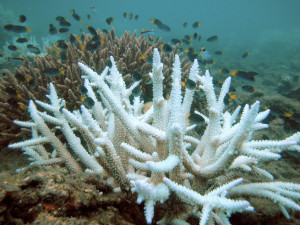 Coral Bleaching – en.wikipedia.org