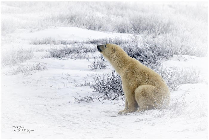 Pete the Polar Bear